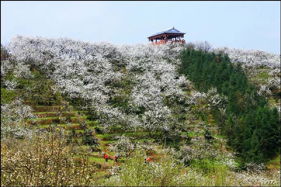 【春天，广西桂林灌阳县向您发出邀请！】我们在灌阳看梨花 - 游山玩水 - 十堰生活社区 - 十堰28生活网 shiyan.28life.com