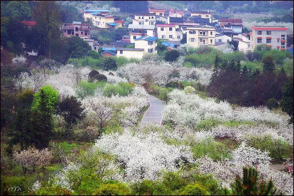 【春天，广西桂林灌阳县向您发出邀请！】我们在灌阳看梨花 - 游山玩水 - 十堰生活社区 - 十堰28生活网 shiyan.28life.com