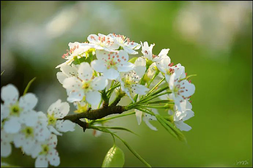 【春天，广西桂林灌阳县向您发出邀请！】我们在灌阳看梨花 - 游山玩水 - 十堰生活社区 - 十堰28生活网 shiyan.28life.com