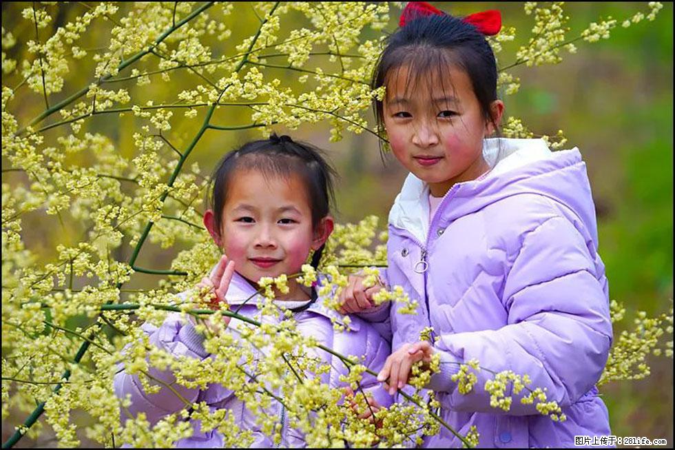 【春天，广西桂林灌阳县向您发出邀请！】米珠山前有片山苍子花在飘香 - 游山玩水 - 十堰生活社区 - 十堰28生活网 shiyan.28life.com