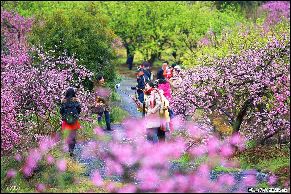 【春天，广西桂林灌阳县向您发出邀请！】官庄村有个醉美的桃花园 - 游山玩水 - 十堰生活社区 - 十堰28生活网 shiyan.28life.com