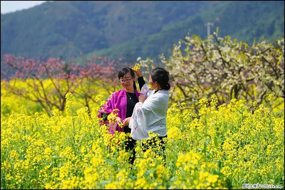 【春天，广西桂林灌阳县向您发出邀请！】长坪村油菜盛情花开 - 游山玩水 - 十堰生活社区 - 十堰28生活网 shiyan.28life.com