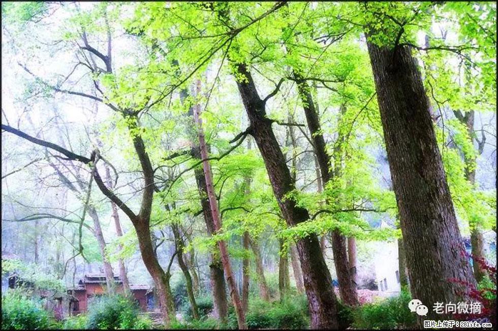 【春天,广西桂林灌阳县向您发出邀请!】在小龙村与春天约会 - 游山玩水 - 十堰生活社区 - 十堰28生活网 shiyan.28life.com