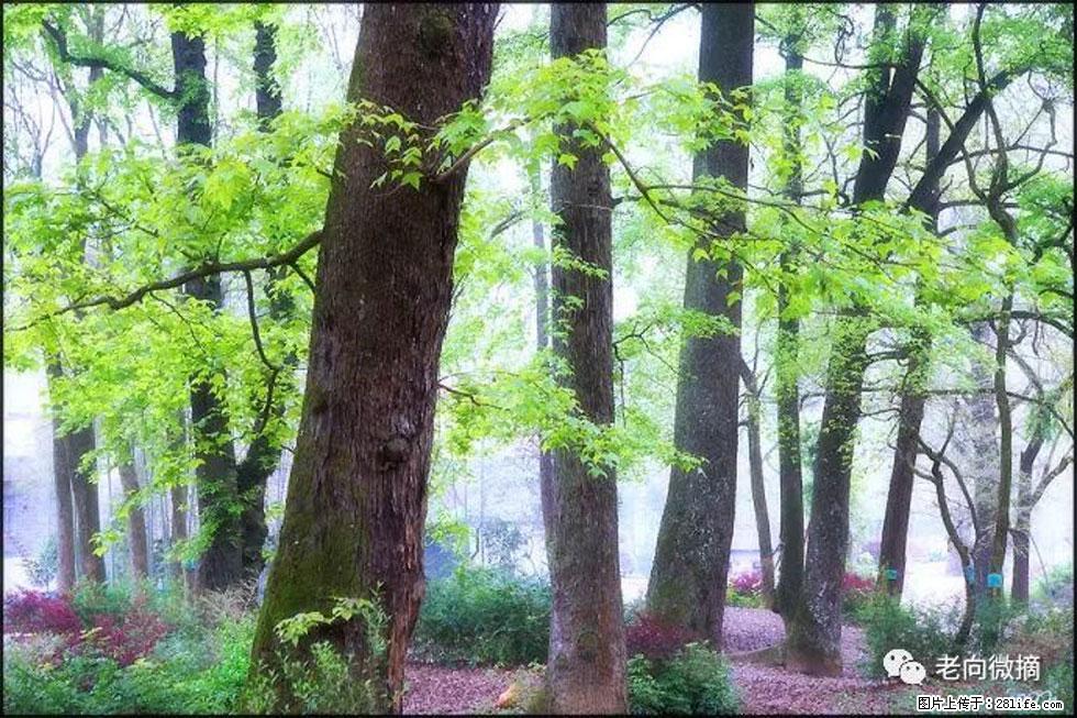 【春天,广西桂林灌阳县向您发出邀请!】在小龙村与春天约会 - 游山玩水 - 十堰生活社区 - 十堰28生活网 shiyan.28life.com