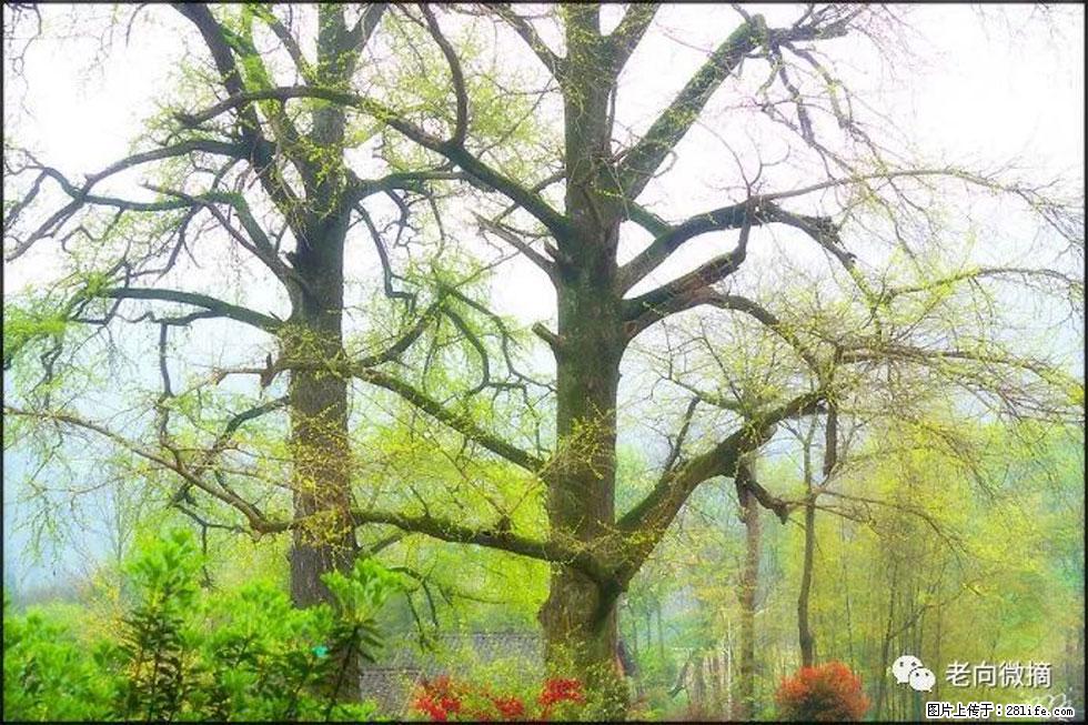 【春天,广西桂林灌阳县向您发出邀请!】在小龙村与春天约会 - 游山玩水 - 十堰生活社区 - 十堰28生活网 shiyan.28life.com