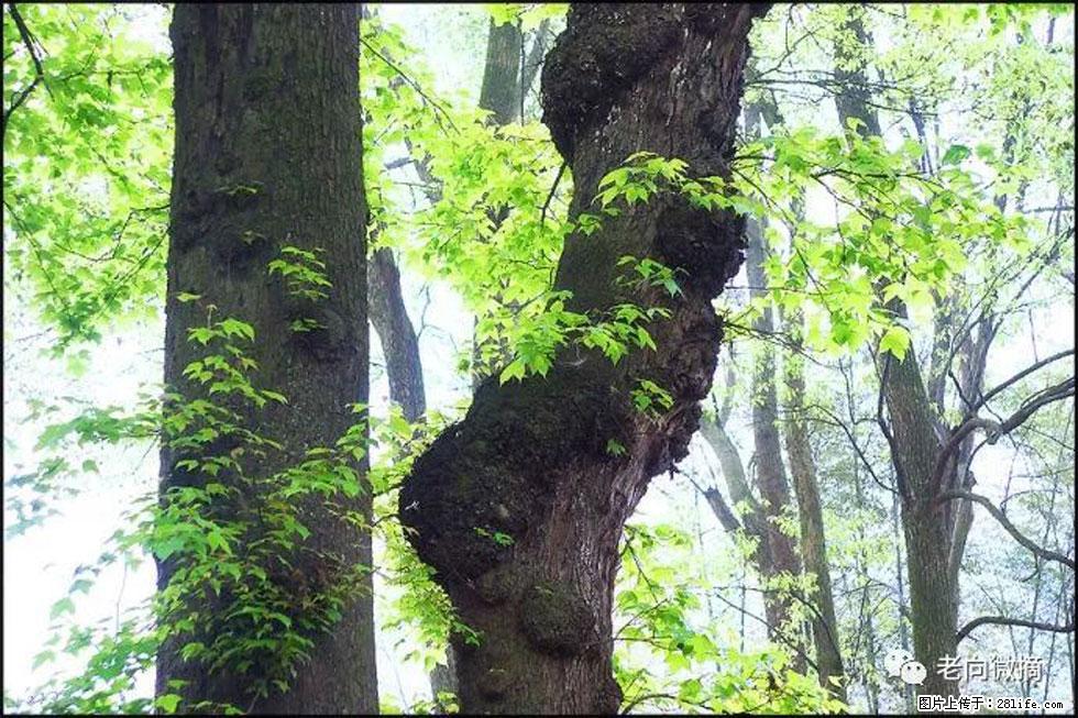 【春天,广西桂林灌阳县向您发出邀请!】在小龙村与春天约会 - 游山玩水 - 十堰生活社区 - 十堰28生活网 shiyan.28life.com