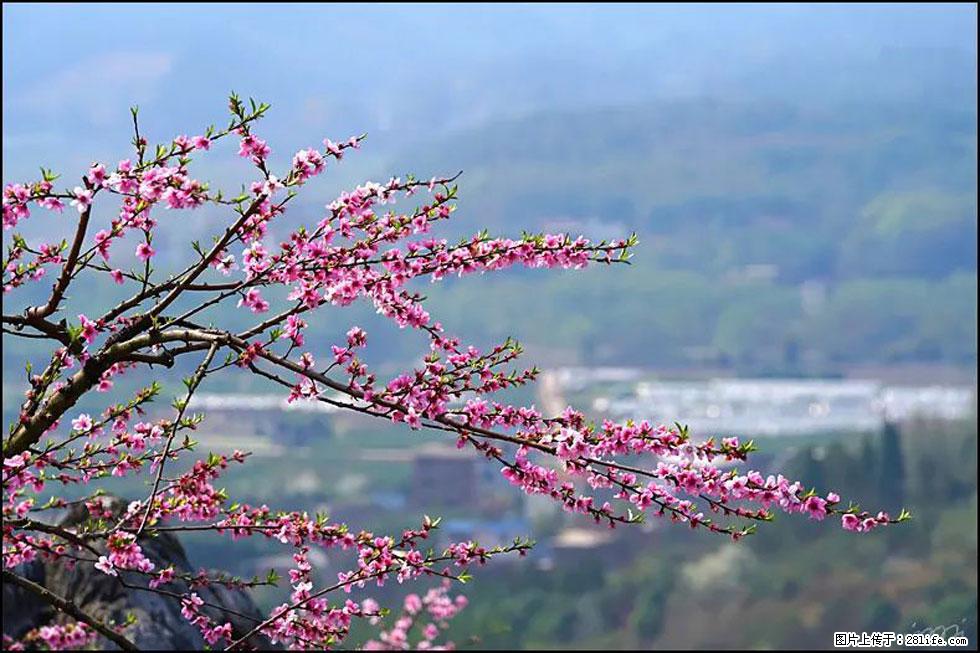 【春天，广西桂林灌阳县向您发出邀请！】望月岭上桃花开 - 游山玩水 - 十堰生活社区 - 十堰28生活网 shiyan.28life.com