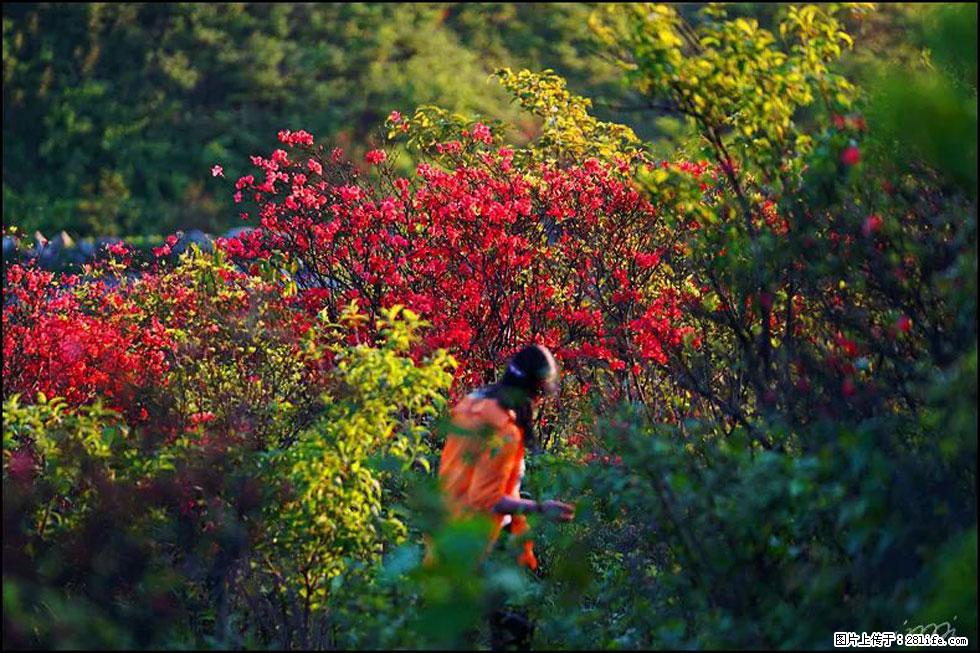 【春天，广西桂林灌阳县向您发出邀请！】春木界上映山红 - 游山玩水 - 十堰生活社区 - 十堰28生活网 shiyan.28life.com