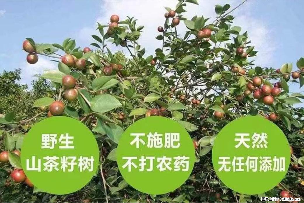 【灌阳县油茶产业示范区】一个有着充实的精神生活的人,对待身外之物自会有一种淡泊的态度 - 土特产 - 饮食特产 - 十堰分类信息 - 十堰28生活网 shiyan.28life.com