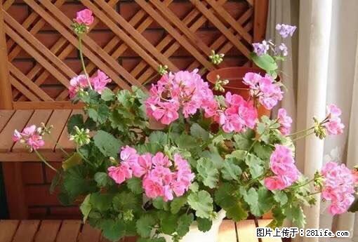 湖南路四零新区附近 1室1厅1卫 - 房屋出租 - 房屋租售 - 十堰分类信息 - 十堰28生活网 shiyan.28life.com