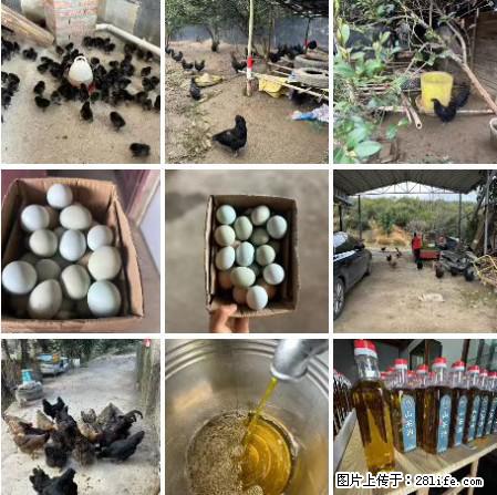 油茶园从小鸡仔开始养起的纯土鸡、土鸡蛋可以预定啦!还有前几天刚榨的纯山茶油哦 - 美食天地 - 十堰生活社区 - 十堰28生活网 shiyan.28life.com