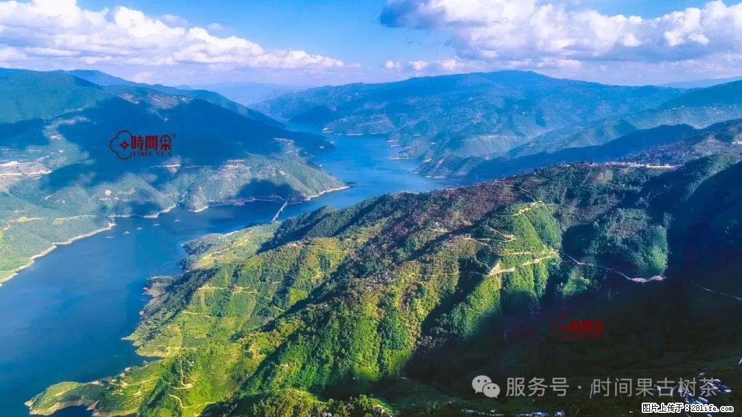 时间果百年古树龙珠普洱生茶 - 购物交流 - 十堰生活社区 - 十堰28生活网 shiyan.28life.com