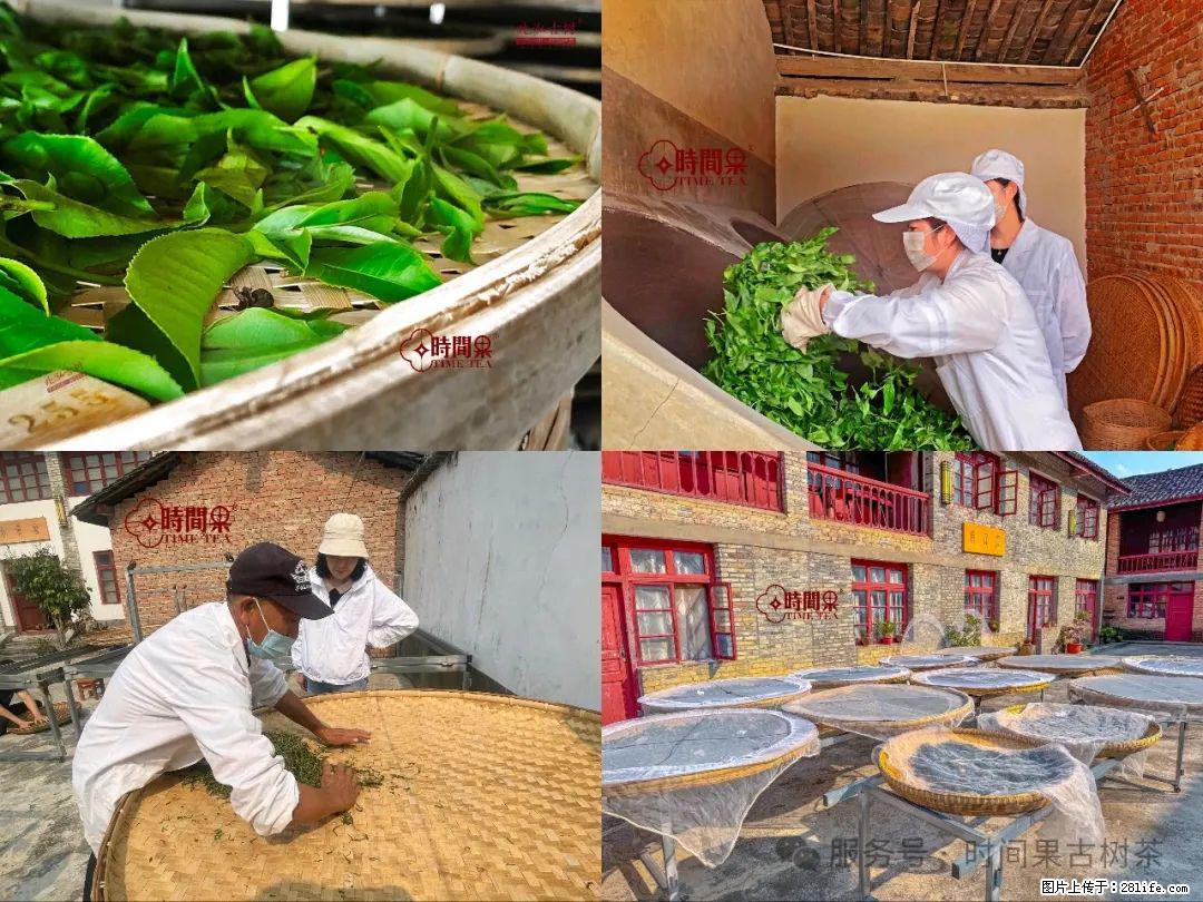 时间果百年古树龙珠普洱生茶 - 购物交流 - 十堰生活社区 - 十堰28生活网 shiyan.28life.com