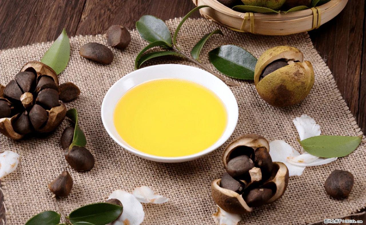 揭秘茶油的5大核心营养成分！被称为人体健康的“守护盾”！ - 十堰生活资讯 - 十堰28生活网 shiyan.28life.com