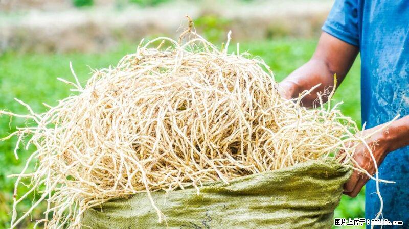 堪称“最难吃”的蔬菜,却是 “抗辐射神器”,还能护肺、清热、止咳化痰! - 十堰生活资讯 - 十堰28生活网 shiyan.28life.com