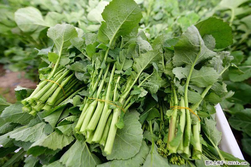 这些蔬菜是“天然钙片”，这6种被医生重点推荐 - 十堰生活资讯 - 十堰28生活网 shiyan.28life.com